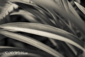 Black and White Challenge